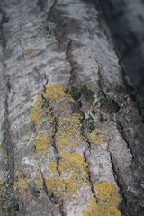 lichen on tree