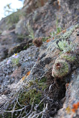 Rocks