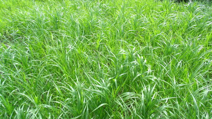 GEDSC DIGITAL CAMERA