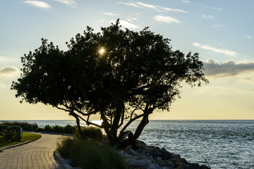 Tree on the Coast