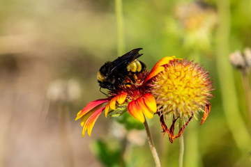 Bee on indian blanket flower.