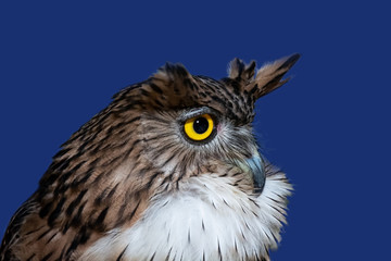 Brown Fish Owl (Ketupa zeylonensis), closeup and isolated on blue background.