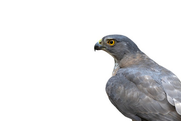 Crested Goshawk isolated on white background