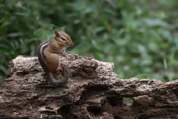 Chipmunk on Log