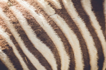 Zebra (Equus quagga) fur closeup in vintage setting