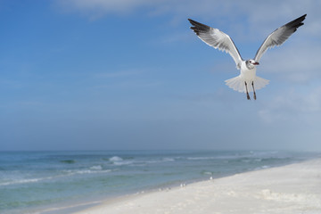 isolated seagull flying in for a landing alone over a sandy beach