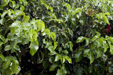 ์Nature of santol tree only green leaves no fruit.