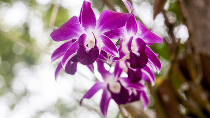 Orchids