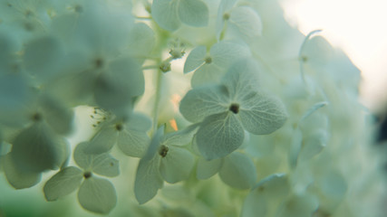 Dreamy light green flowers
