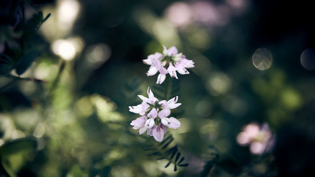 Dreamy desaturated flowers and green leaves nice bokeh. 