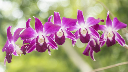 Orchids Flowers