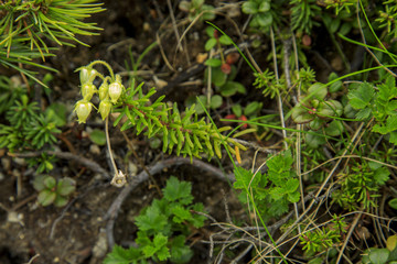 北アルプス 燕岳 大天井岳 槍ヶ岳 表銀座縦走 109