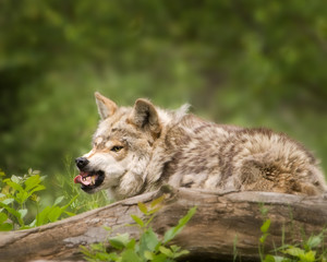 Wolf showing teeth with tongue out