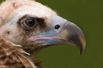 Monk Vulture in captivity