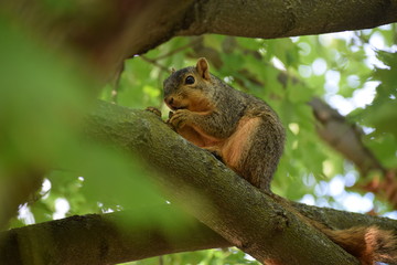 Naklejka na ściany i meble A fox squirrel (Sciurus Niger) eating nuts on a maple tree