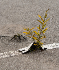 Weeds breaking through striped asphalt