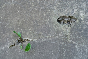 Weeds growing in cracks in concrete wall