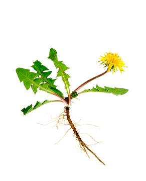 Dandelion with roots