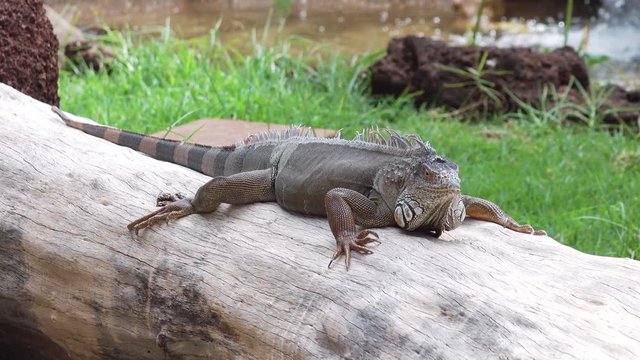 Large wild iguana in 4k