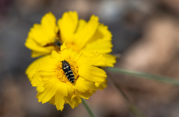 Yellow Flower with Bee close up macro