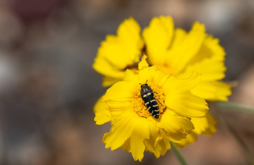 Yellow Flower with Bee close up macro
