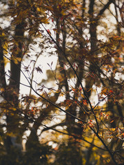 Warm Sunny Autumn Leaves 