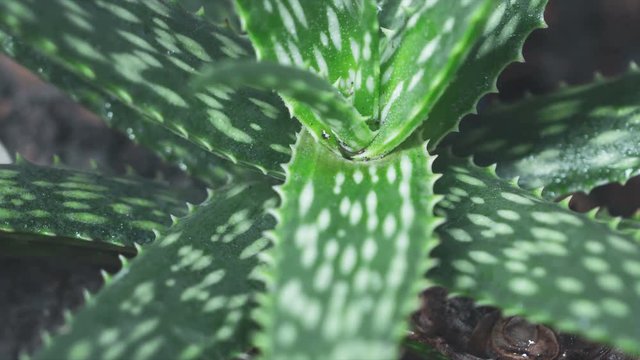 Aloe Vera planted in the pot, Urban aricultural concept.