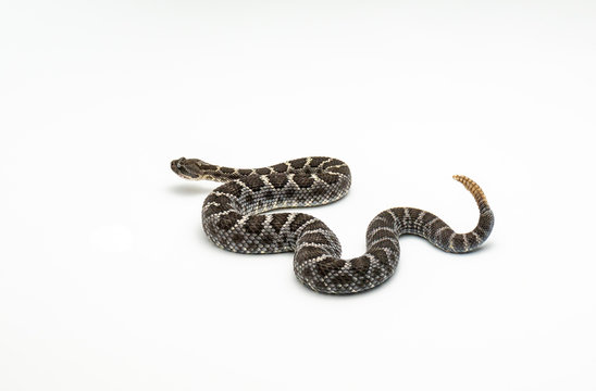 Arizona Black Rattlesnake on White Background Crotalus cerberus