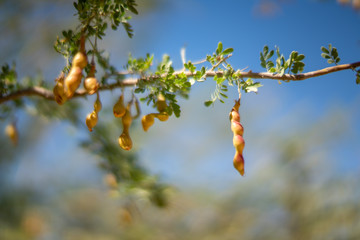 Dry bean pods n the Sonoran Desert