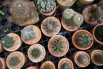 Topview of many cactus plant in pot.