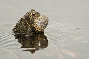 American Toad Singing