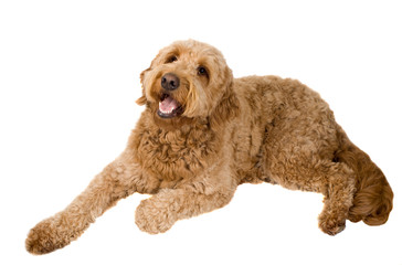 Golden Doodle Dog on white