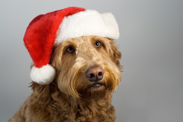 Golden doodle santa hat