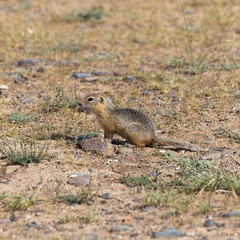 Naklejka na ściany i meble Gopher summer in the steppe