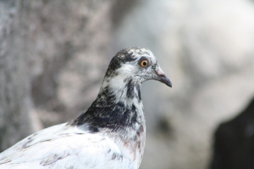 A Unique Pigeons Stare