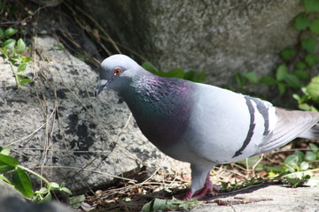 Beautiful Pigeon