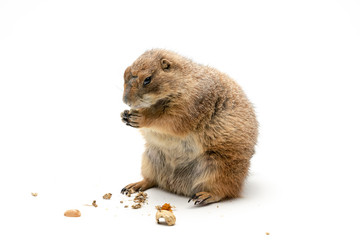 Black-tailed prairie dog, with isolated white background