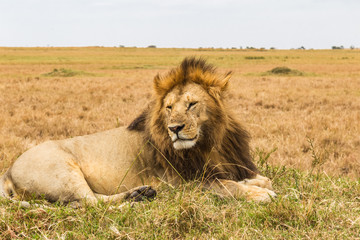 Fototapeta na wymiar A huge lazy lion is resting on a hill. Masai Mara, Africa