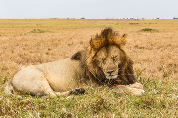 Fototapeta na wymiar A huge lion resting on a hill. Savanna of Masai Mara, Kenya