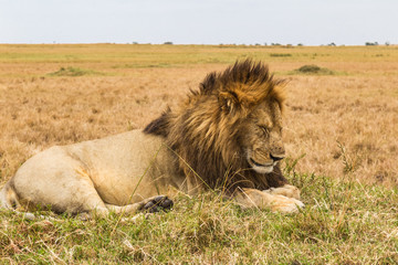 Huge sleeping lion on the hill. Savanna of Masai Mara, Kenya
