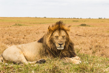 Fototapeta na wymiar A huge sleeping lion. Savanna of Masai Mara, Kenya