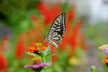 Swallowtail