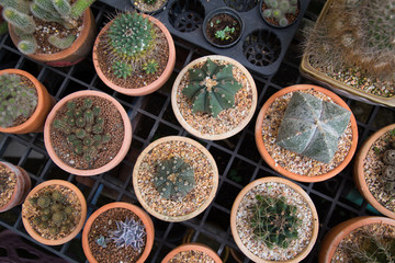 Topview of many cactus plant in pot.