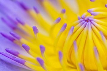 Close up Purple Water Lily