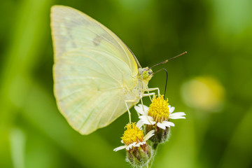 Yellow butterfly on Tridax Flower
