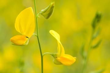 Obraz premium brown hemp