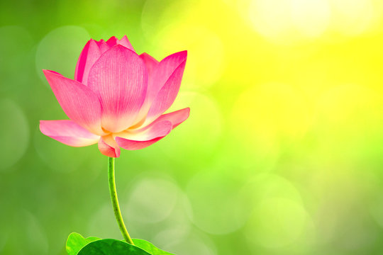 Royalty high quality free stock image of a pink lotus flower. The background is the lotus leaf and pink lotus flower and lotus bud in a pond