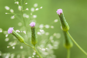 Wild purple tassel and grass flower