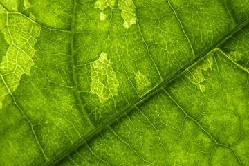 Fototapeta na wymiar spot leaf detail