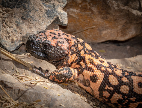 Gila monster Heloderma suspectum venomous lizard native to the southwestern United States